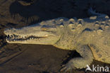 American saltwater crocodile (Crocodylus acutus) 