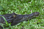 American saltwater crocodile (Crocodylus acutus) 