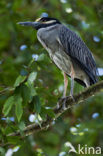 Yellow-crowned Night-Heron (Nyctanassa violacea)