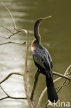 American darter (Anhinga anhinga)