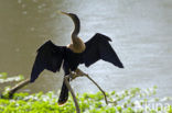 American darter (Anhinga anhinga)