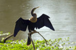 Amerikaanse Slangenhalsvogel (Anhinga anhinga)