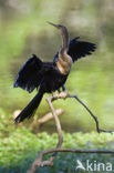 Amerikaanse Slangenhalsvogel (Anhinga anhinga)