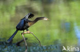 American darter (Anhinga anhinga)