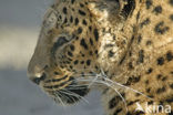 Amoer panter (Panthera pardus orientalis)