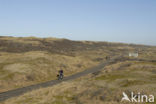 Amsterdamse waterleidingduinen