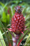 Pineapple (Ananas comosus)