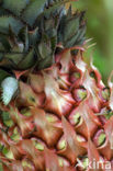 Pineapple (Ananas comosus)