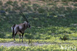 Gemsbok (Oryx gazella gazella)