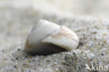 Grey Top-shell (Gibbula cineraria cineraria)
