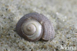 Asgrauwe tolhoren (Gibbula cineraria cineraria)