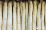 Asperge (Asparagus officinalis subsp. officinalis)