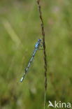 Azuurwaterjuffer (Coenagrion puella)