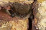 Baardvleermuis (Myotis mystacinus) 