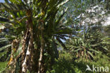 Banana (Musa spec)