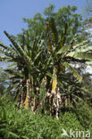 Banana (Musa spec)