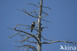 Beflijster (Turdus torquatus)