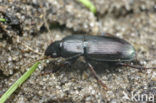 Behaarde Kruiper (Harpalus affinis)