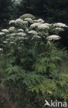 Giant Hogweed (Heracleum mantegazzianum)