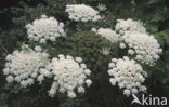 Giant Hogweed (Heracleum mantegazzianum)