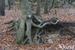 Beech (Fagus spec.)