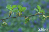 Beuk (Fagus sylvatica)