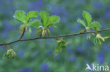 Beuk (Fagus sylvatica)