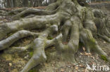 Beech (Fagus spec.)