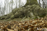 Beuk (Fagus spec.)