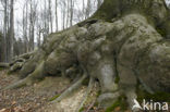 Beech (Fagus spec.)