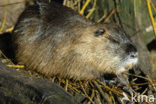 Beverrat (Myocastor coypus)