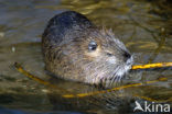 Beverrat (Myocastor coypus)