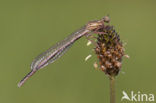 Blauwe breedscheenjuffer (Platycnemis pennipes)