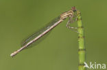 White-legged Damselfly (Platycnemis pennipes)