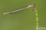 Blauwe breedscheenjuffer (Platycnemis pennipes)