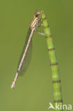 Blauwe breedscheenjuffer (Platycnemis pennipes)