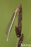 Blauwe breedscheenjuffer (Platycnemis pennipes)