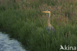 Blauwe Reiger (Ardea cinerea)