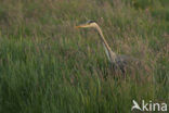 Blauwe Reiger (Ardea cinerea)