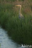 Blauwe Reiger (Ardea cinerea)