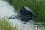 Blauwe Reiger (Ardea cinerea)