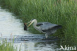 Blauwe Reiger (Ardea cinerea)