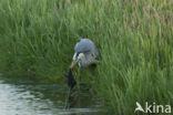 Grey Heron (Ardea cinerea)
