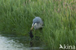 Blauwe Reiger (Ardea cinerea)