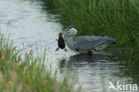 Blauwe Reiger (Ardea cinerea)