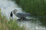 Grey Heron (Ardea cinerea)