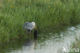 Grey Heron (Ardea cinerea)