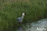 Grey Heron (Ardea cinerea)