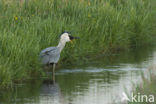 Grey Heron (Ardea cinerea)