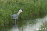 Grey Heron (Ardea cinerea)